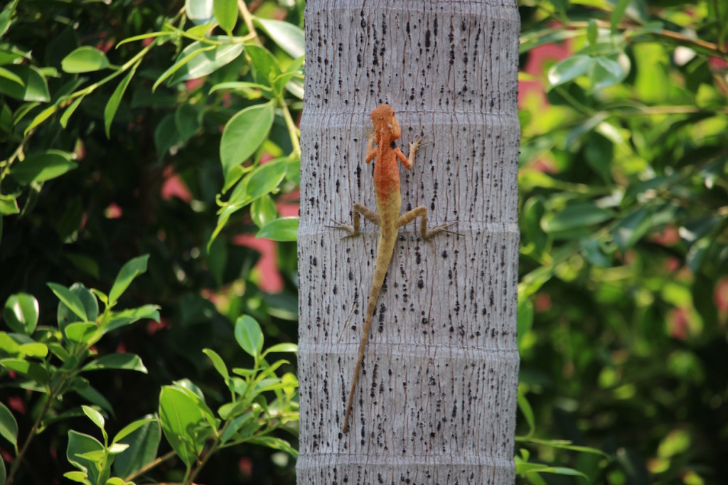 Oriental Garden lizard