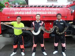 Big Snake in Chiang Mai